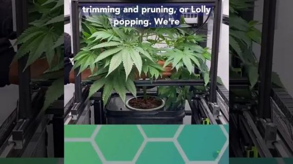 How to control plant height and create an even canopy with TrellaGro LST