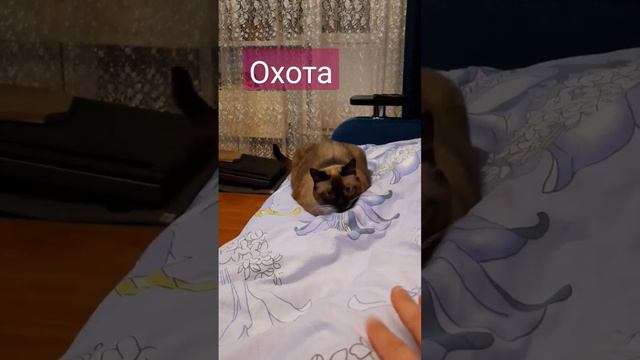#cute #cat #тайская #catcute #кот #рекомендации смотреть онлайн