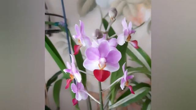 Liu's Cute Angel смотреть онлайн