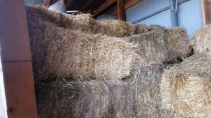 ЗЕМЛЯНЫЕ ПОЛЫ В КУРЯТНИКЕ- удобство для кур