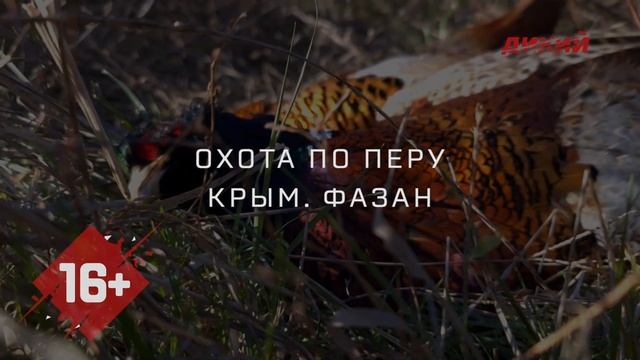 Охота по перу. Крым. Фазан смотреть онлайн