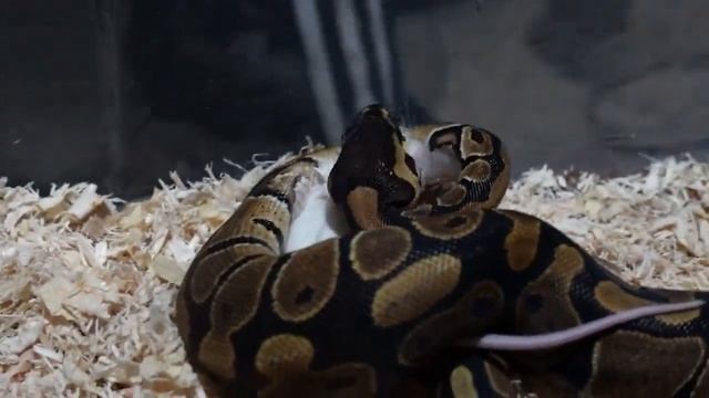 Baby ball python wraps up a mouse for the holidays / warning live feeding смотреть онлайн