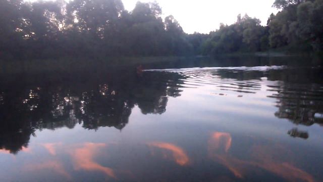 Маленький лось переплывает реку смотреть онлайн