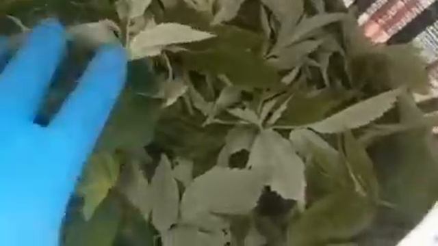 Листья малины (сбор сырья) смотреть онлайн