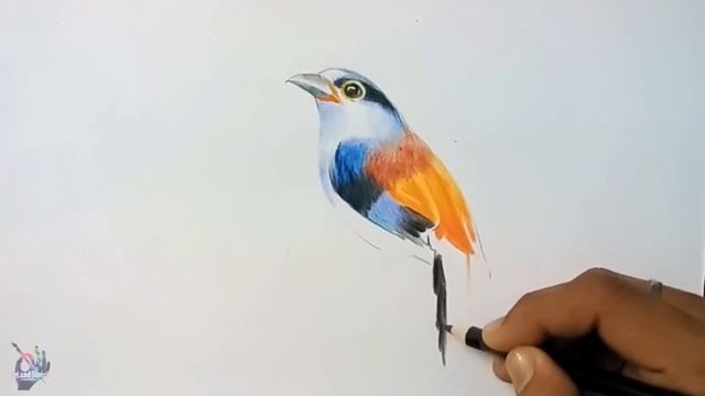 How To Draw Bird With Colour Pencil Step By Step