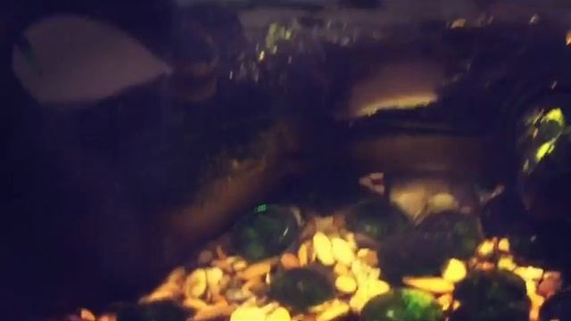 Покупаем рыбку петушка Григория!!!! ?? смотреть онлайн