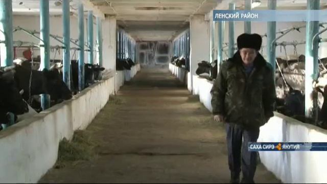 Новую линию по производству молока открыли в селе Батамай Ленского района смотреть онлайн