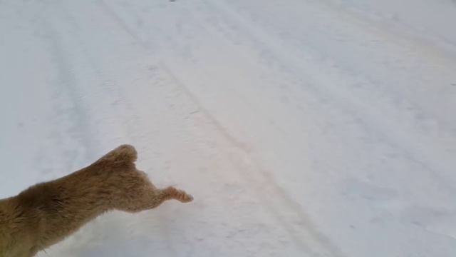 Это сладкое слово - Свобода! Южнорусская овчарка. смотреть онлайн