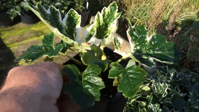 Acanthus 'Whitewater'