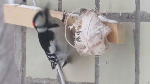 Домашний Дятел