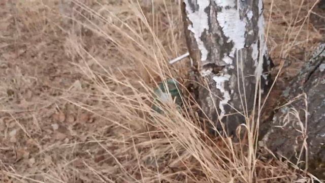 Домашний березовый СИРОП на зиму смотреть онлайн