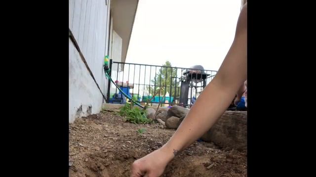 Planting A Pink Lemonade Blueberry Bush