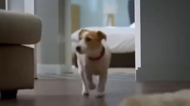 Это Джек Рассел терьер !!! 🐕🐕🐕🐕🐶🐶🐶🐶 смотреть онлайн