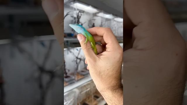 From egg, to baby, to adult ? Anolis allisoni #HerpTime #animals #reptile #lizard #anole #shorts смотреть онлайн
