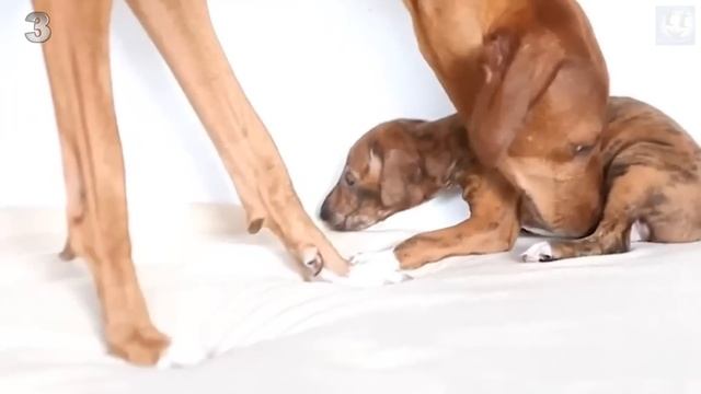 5 Редчайших Пород Собак в Мире, о Которых Вы Даже Не Слышали! смотреть онлайн