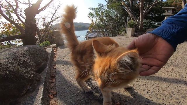 野良猫の集会所で人懐っこい子猫が懐いてきた смотреть онлайн