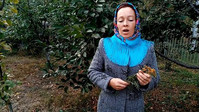 Пижма. Применение.