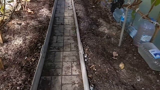 Виноград в Ленинградской области. Атос, пасынковый урожай на Велесе, Юбилей Новочеркасска. смотреть онлайн