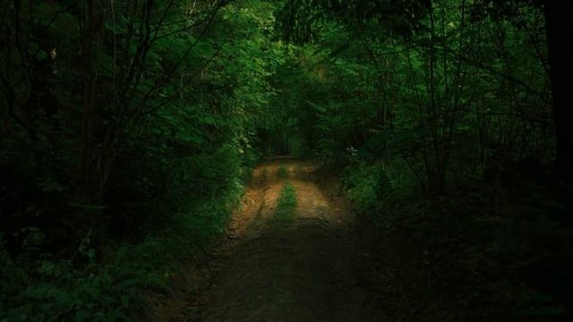 Релаксация Звуки природы - слушать шум зеленого леса смотреть онлайн