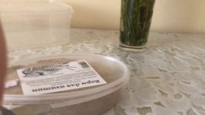 Виноградные улитки ухаживаем дома часть 1