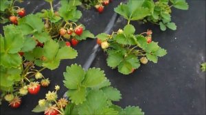 Новейший сорт клубники Бравура