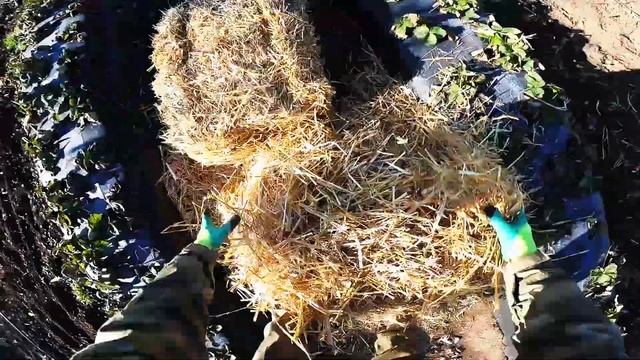 Укрываем клубнику на зиму смотреть онлайн