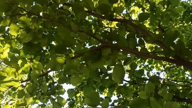 Растущая Луна в августе 2022. ЧТО НУЖНО УСПЕТЬ СДЕЛАТЬ. ВЛИЯНИЕ ЛУНЫ... смотреть онлайн