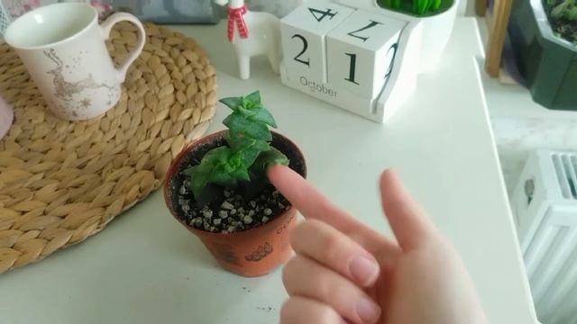 Крассула Перфората 3ч. + история, про то как она появилась в моей коллекции #суккуленты #крассула смотреть онлайн