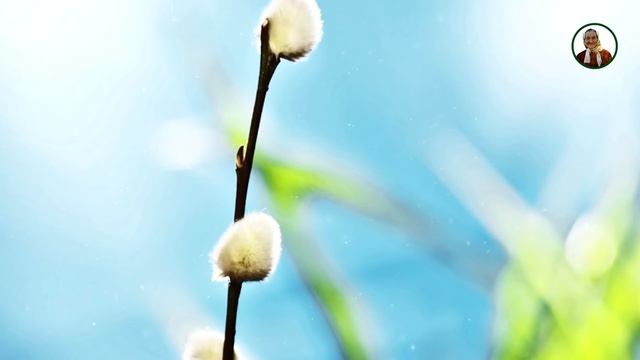 Баба Нина - Вербное воскресенье! Что делать с прошлогодней вербой? смотреть онлайн