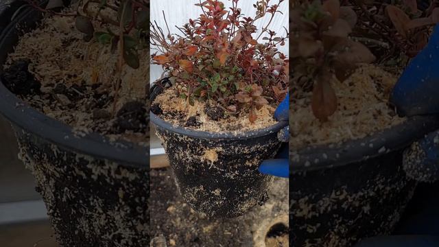 1000031038.mp4 смотреть онлайн