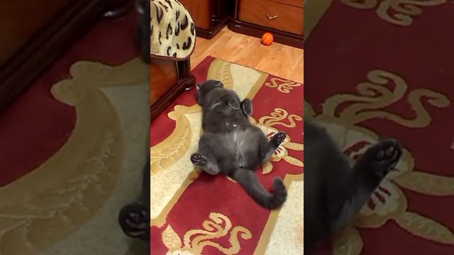 Кот спит на спине смотреть онлайн