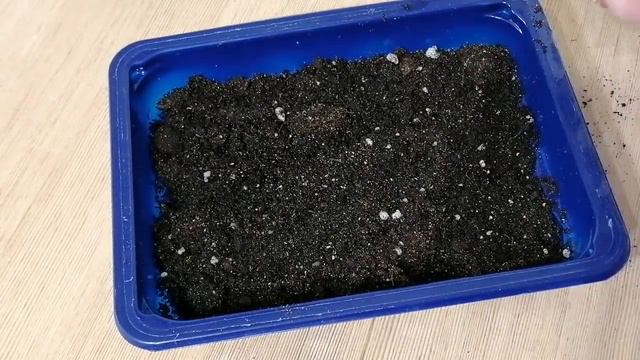 Томаты взошли, сею бархатцы 🌿🍅 #рассада #огород смотреть онлайн