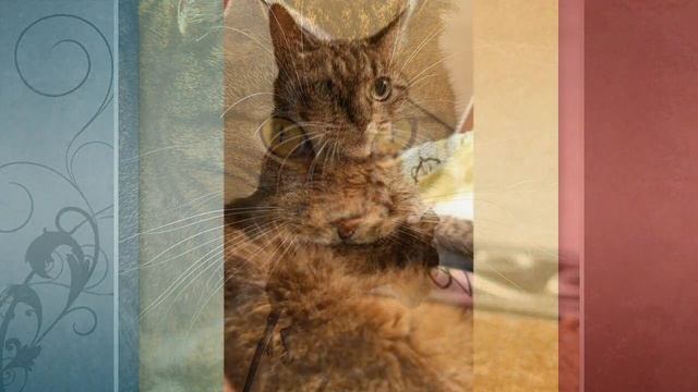 Заставили кошку ловить мышей, но что то пошло не так! Теперь страдают наши нервы! смотреть онлайн