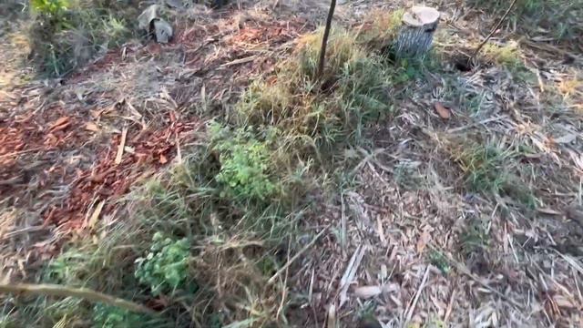 Late Winter/Early Spring Update in the Food Forest - Bouncing Back From FROST смотреть онлайн