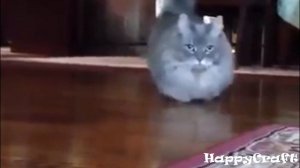 Манчкин - порода кошек. Munchkin cat