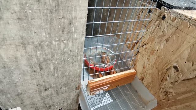 Как сделать клетку смотреть онлайн