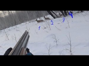 Охота. 4 косули на 2 патрона.  Hunting. 4 roe deer on 2 cartridges.