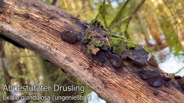 Pilze im Januar | 22.01.2021 | Der Frühling klopft an | 10 Grad | Tauwetter | Drüslinge & mehr смотреть онлайн
