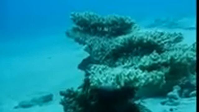 scuba diving amazing shark fish & Taeniura, Eilat red sea 2008 смотреть онлайн