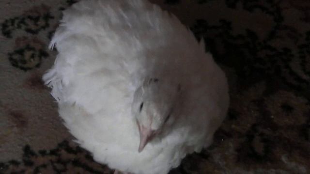 РУЧНЫЕ ПЕРЕПЕЛА В КВАРТИРЕ НЕСУТСЯ смотреть онлайн