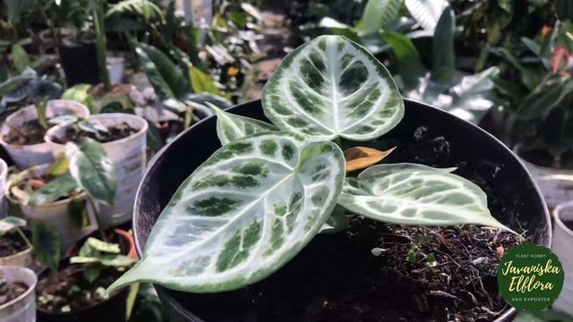 Anthurium Dorayaki | Plant Identification | #anthurium #anthuriumdorayaki