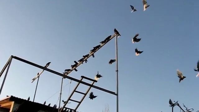 Николаевские голуби Сергея Родионова (С наступающим Новым Годом). Волгоград смотреть онлайн