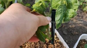 ЖЕЛТЕЮТ ЛИСТЬЯ У ТОМАТОВ? ВСЁ ИСПРАВЛЯЕТСЯ В МОМЕНТ, БЫСТРО И ЭФФЕКТИВНО!