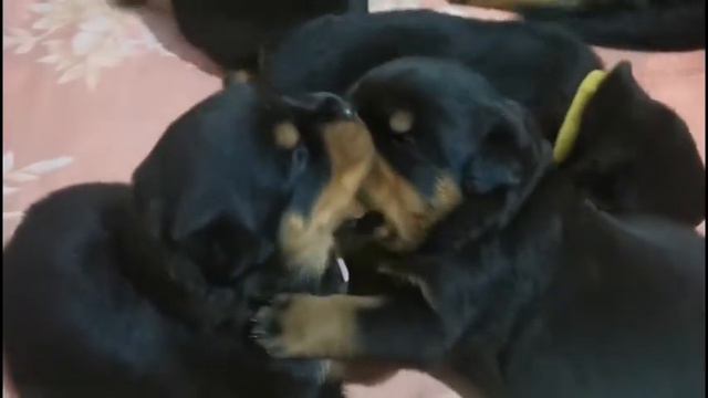 Племенной питомник ротвейлеров "Tanarotti" смотреть онлайн