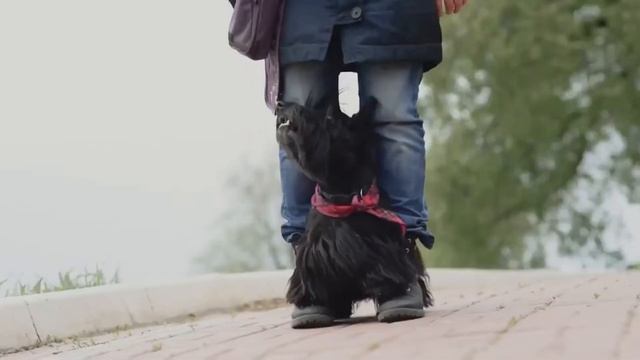 Скотч терьер смотреть онлайн
