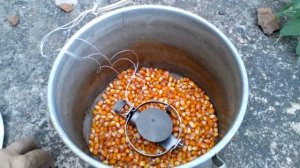 Смертельная ловушка для крыс.