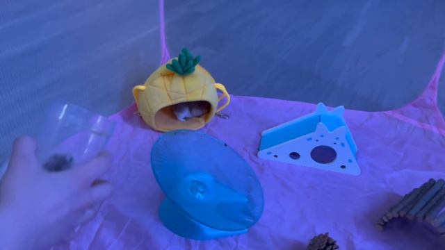 SUN+SHINE Бидний HAMSTER-уудтай Танилц смотреть онлайн