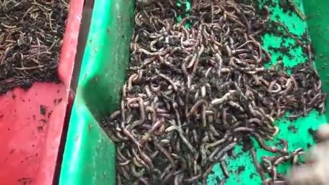 Какой червь когда востребован/Разведение червя дендробена
