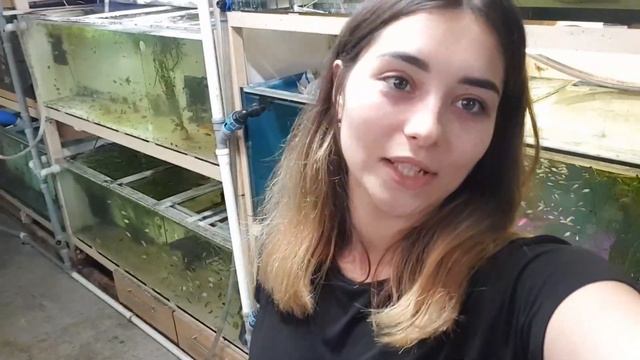 НЕБОЛЬШАЯ ОТПРАВКА И НОВАЯ РЫБКА НА РАЗВОДНЕ.