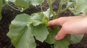 Дыня в открытом грунте / ФОРМИРОВКА